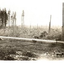 1930 - Clearing Work - Green Timbers - 2021004012 - jpg72 - 001