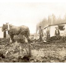1930 - Picking Up Roots - Green Timbers - 2021004019 - jpg72 - 001