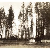 1930 - Last Stand of Timber - Green Timbers - 2021004022 - jpg72 - 001
