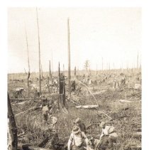 1932 - Planting Operations - Green Timbers - 2021004038 - jpg72 - 001