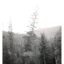 unk - Falling Douglas Fir - Humamilt Lake - 2021007025 - jpg72 - 001