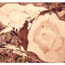 1973 - Tree Shear Breakage - Nanoose Bay - 2022015025 - jpg72 - 001