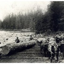 1890 - Ox Driving - Cowichan Lake - 1983002007f - jpg72 - 001