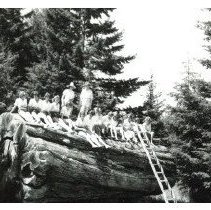 1962 - QMS Students on Log - Deerholme - 2019040011 - jpg72 - 001