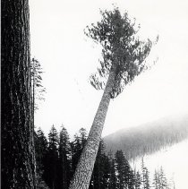 unk-Tree Falling-unk-2007200001N-jpg72-001