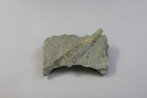 Orthonybyoceras Cephalopod Fossil