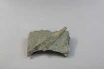 Orthonybyoceras Cephalopod Fossil