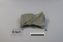 Orthonybyoceras Cephalopod Fossil