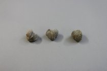 Brachiopod Specimens