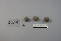 Brachiopod Specimens