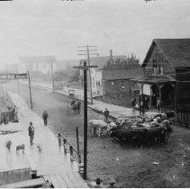 Herding cows (cattle) on Market Street