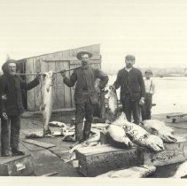 Puget Sound Salmon 85 lbs