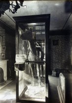 Old Sorrel [Little Sorrel]