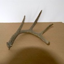 Antler (four-point)