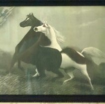 Black and White Horses, in embrace