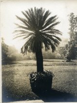 Sago Palm