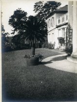 Sago Palm at South Side of House