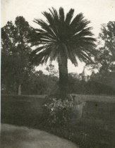 Tudor Place Garden Sago Palm