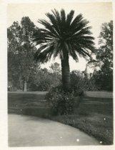 Tudor Place Garden Sago Palm