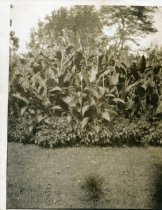 Canna Lilly and Alternanthera
