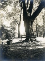 Bench in front of a Tree
