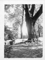 Bench in front of a Tree
