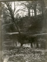 Leaning Tree Next to a Creek