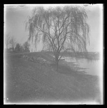 Weeping Willow on the Canal Bank