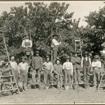 Cherry Pickers of Noble Ranch