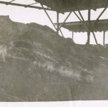 Whale at Moss Landing