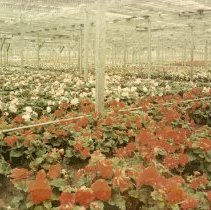 Begonia fields
