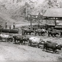 Cattle and workers at Harvey Boomer ranch.