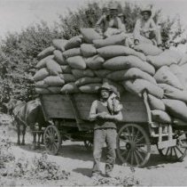 Bags of hops in wagon.