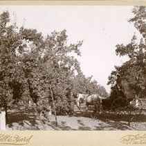 Carriage and horse in an orchard.