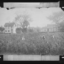 Harry Hardy & two boys in a field of flowers nr Tilton home, Haverhill 1900