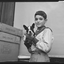 Boy holding Boston Terrier