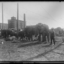 Forepaugh & Sells Bros. Circus on River St., Haverhill, elephants
