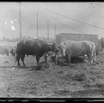 Water buffalo, Forepaugh & Sells Bros. Circus at River Street, Haverhill