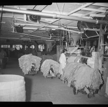 L. H. Hamel Leather Co., removing skins from spraying machine, Haverhill