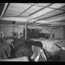 L. H. Hamel Leather Company, wet skins in tanning room, Haverhill