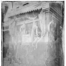 Twelve deer, skins and heads, killed near Bear Rips Camp, Maine