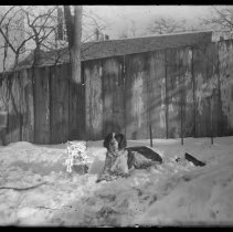 Dog, outside unidentified house