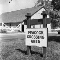 Peacock Crossing sign on the road by the barn at Rossmoor