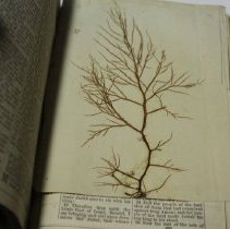 Brown Wedding Bible 1888, tree memento
