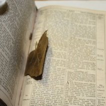 Brown Wedding Bible, pressed leaf