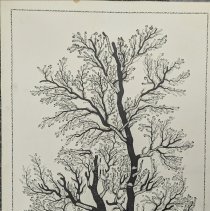 David Baumgartner Family Tree