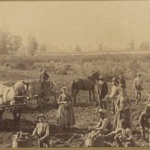 Potato Harvest on Gilliom Farm