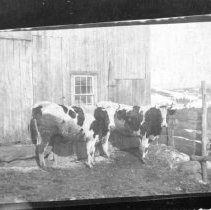 Metcalf cattle
