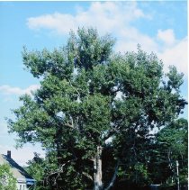 Bowen and Waterman Hill Rds.