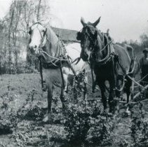 Roy Douglass plowing